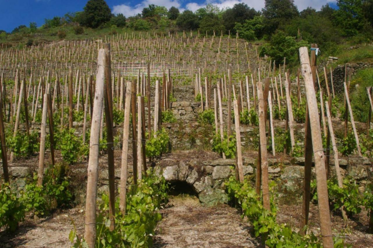 Gite Du Tilleul - 2 Etoiles - Domaine De L'Olivier Faugeres  Esterno foto